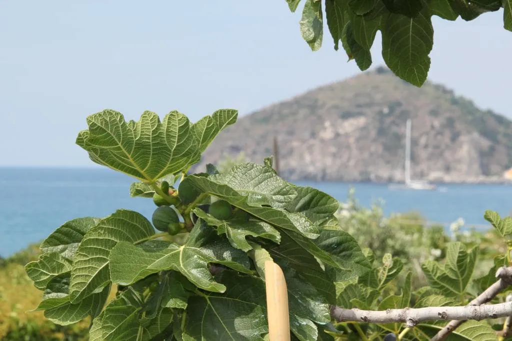 Hotel Maronti Ischia